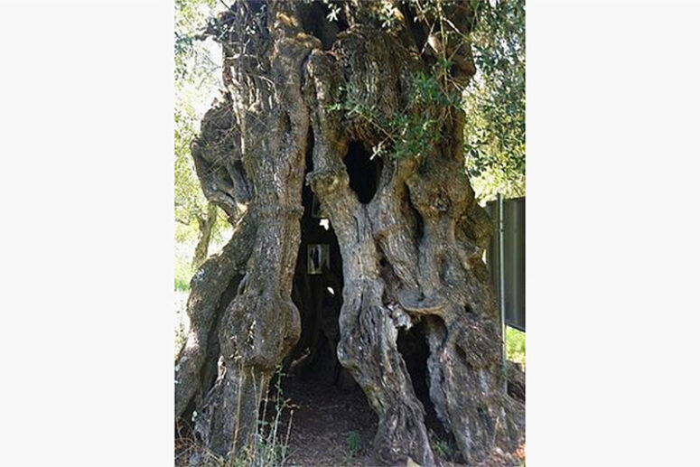 hollow of an ancient olive