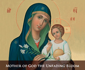 Our Lady The Unfading Bloom